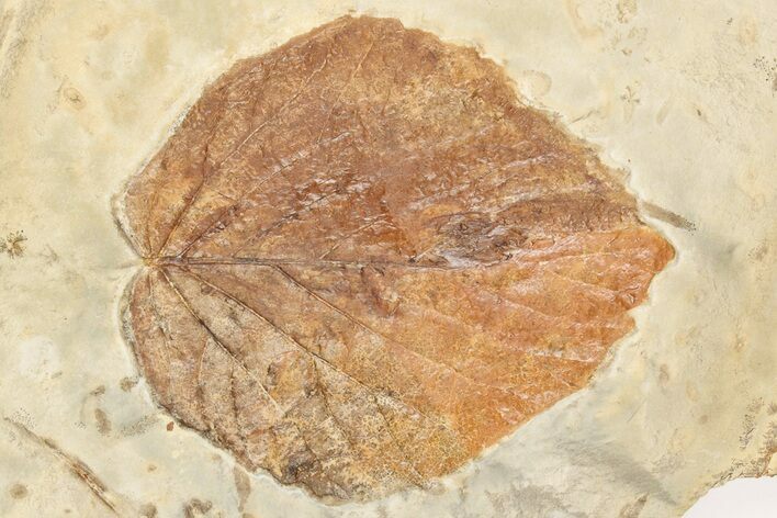 Fossil Leaf (Beringiaphyllum) - Montana #203344